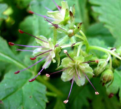 Hydrophyllum-tenuipes-1 Hydrophyllum-tenuipes-1