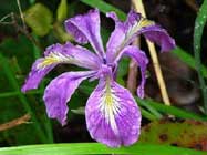 Iris-tenax-T
