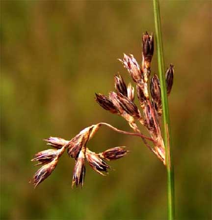 Juncus-balticus-1