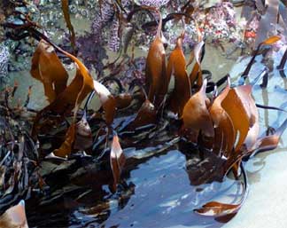 Laminaria-setchellii1