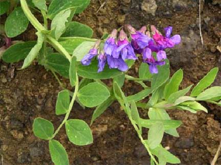 Lathyrus-japonicus-2