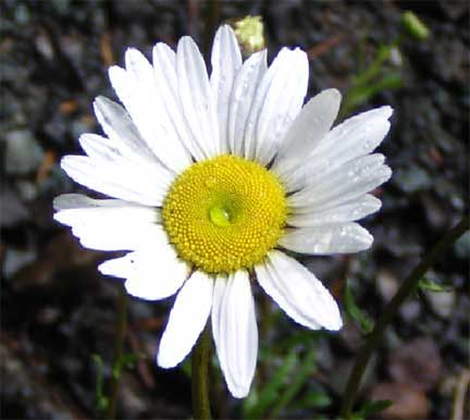 Leucanthemum-vulgare-1