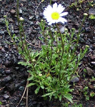 Leucanthemum-vulgare-2