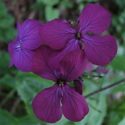 Lunaria-annua-1