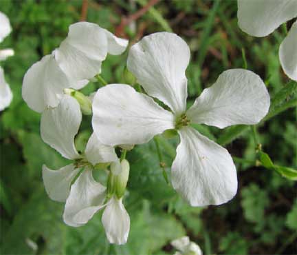 Lunaria-annua-2