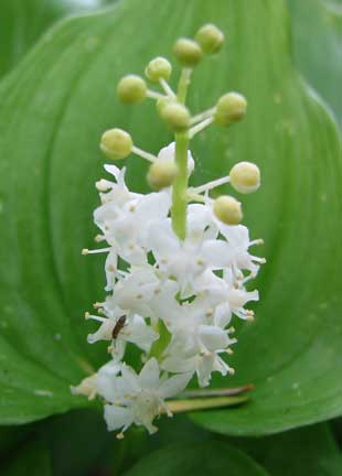 Maianthemum-dilatatum-1