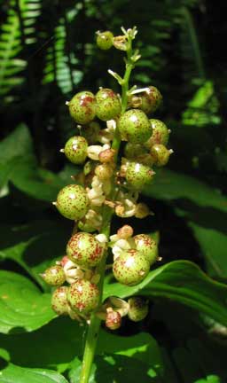 Maianthemum-dilatatum-2