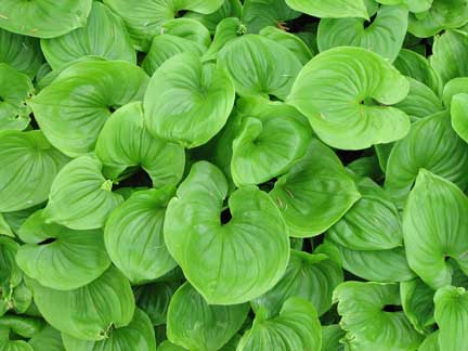 Maianthemum-dilatatum-3