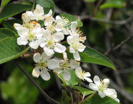 Malus-fusca-1