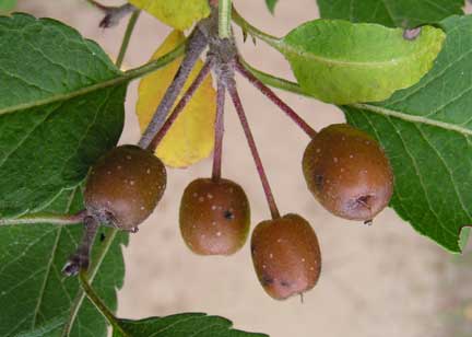 Malus-fusca-3