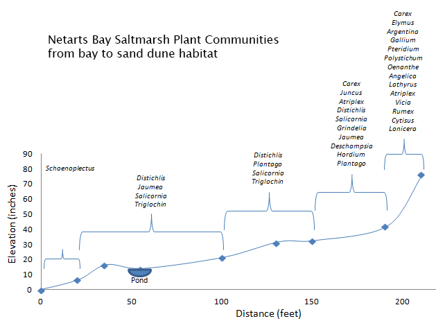 Marsh Transect-2