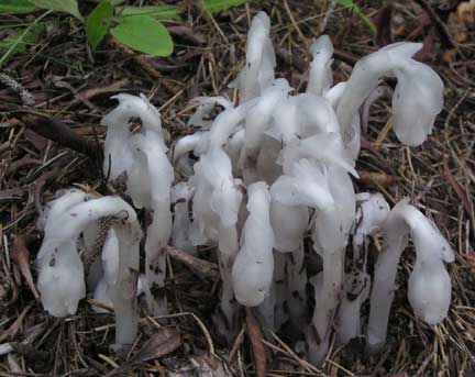 Monotropa-uniflora-1