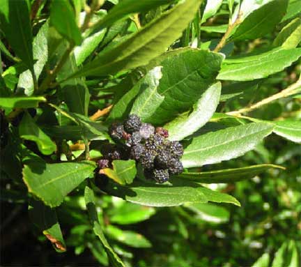 Myrica-californica-1