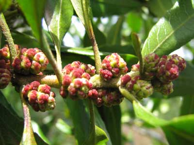 Myrica-californica-2