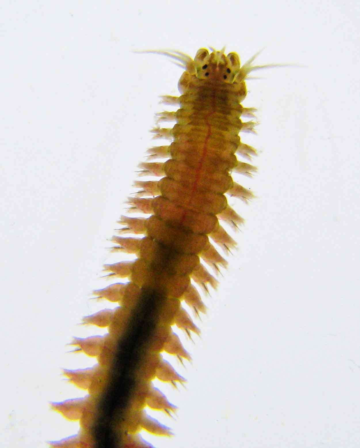 Nereis latescens