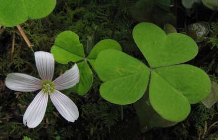 Oxalis-oregana-1