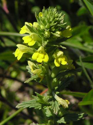 Parentucellia-viscosa-1-