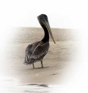 Pelican-for-banner1