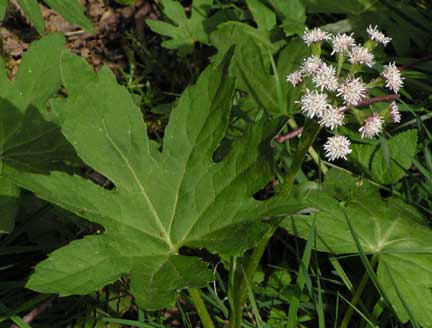 Petasites-frigidus-1