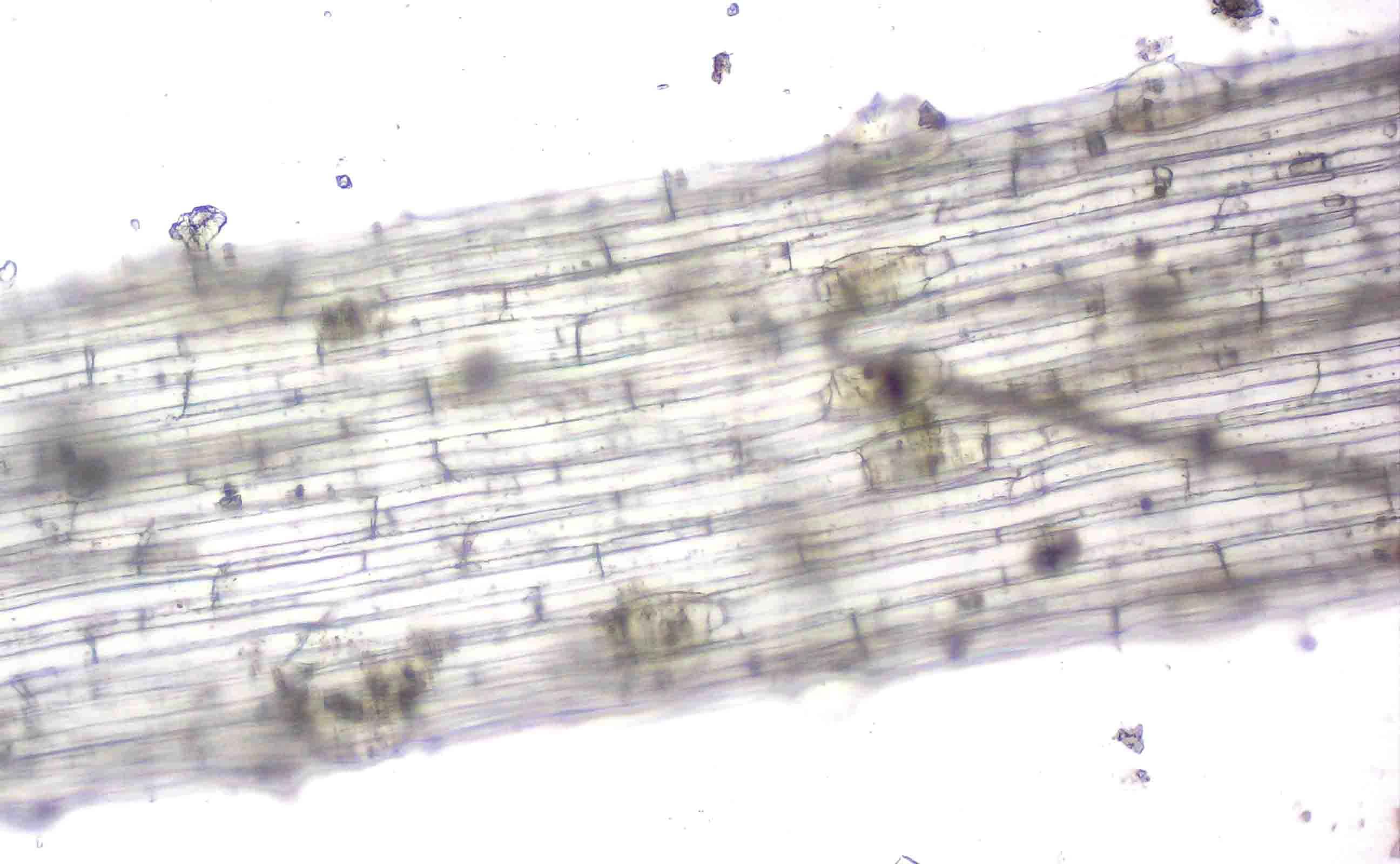 Plant fiber cell walls