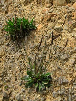 Plantago-lanceolata-1