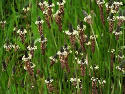 Plantago-lanceolata-2