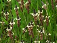 Plantago-lanceolata-T