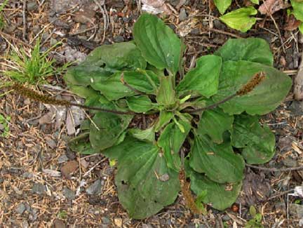 Plantago-major-1