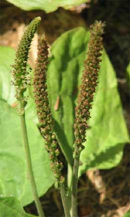 Plantago-major-2