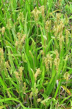 Plantago-mar