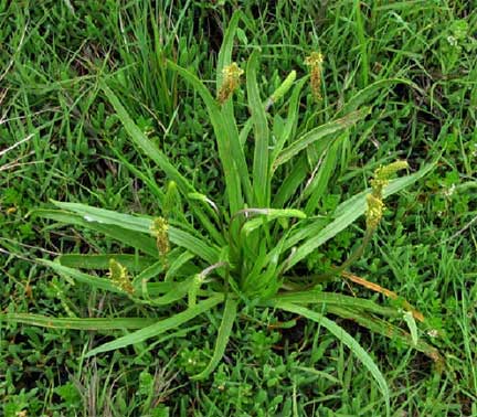 Plantago-maritima-1