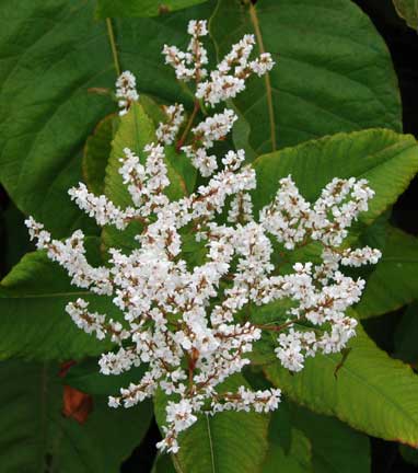 Polygonum-polystachum-1