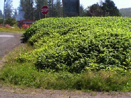 Polygonum-polystachum-3