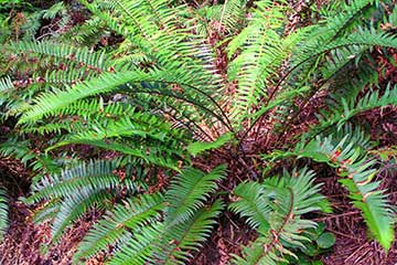 Polystichum