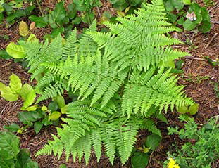 Pteridium