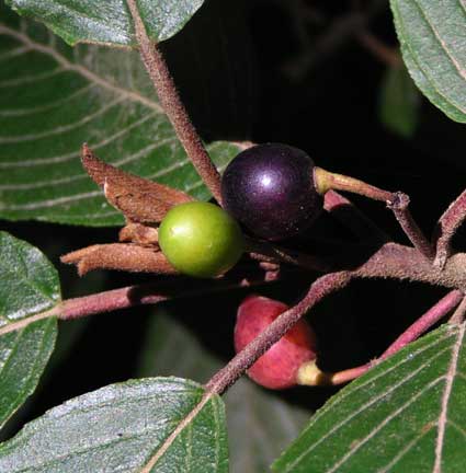 Rhamnus-purshiana-2