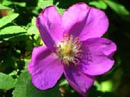 Rosa-nutkana-T