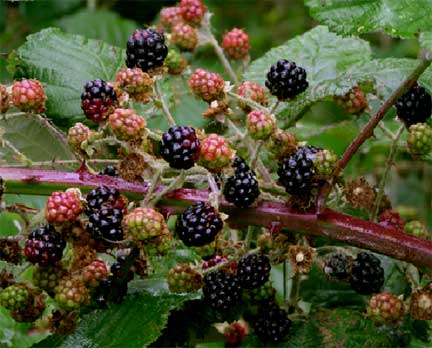 Rubus-armeniacus-2