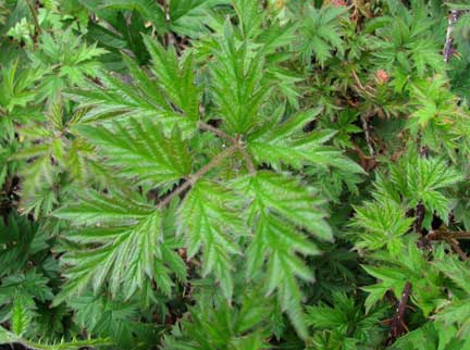 Rubus-laciniatus-1