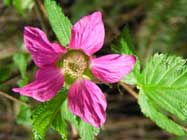 Rubus-spectabilis-T