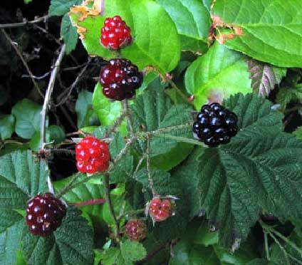 Rubus-ursinus-2