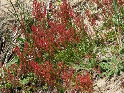 Rumex-acetosella-1