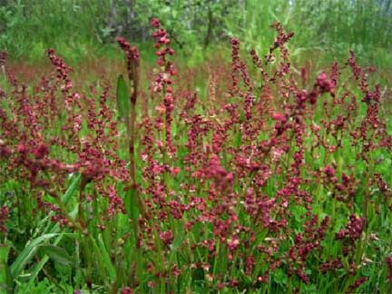 Rumex-acetosella-2