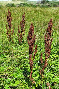 Rumex-aqua