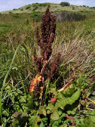 Rumex-crispus-1