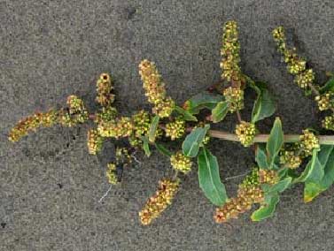 Rumex-maritimus-2