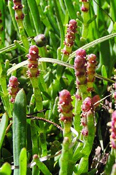 Salicornia