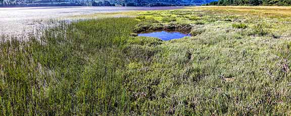 Salt-Marsh-1b_Panorama1