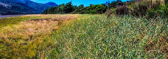 Salt_Marsh_3a_Panorama1