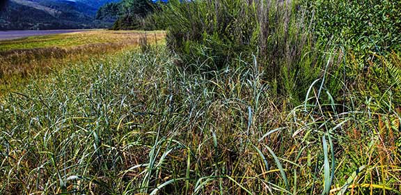 Salt_Marsh_4a_Panorama1